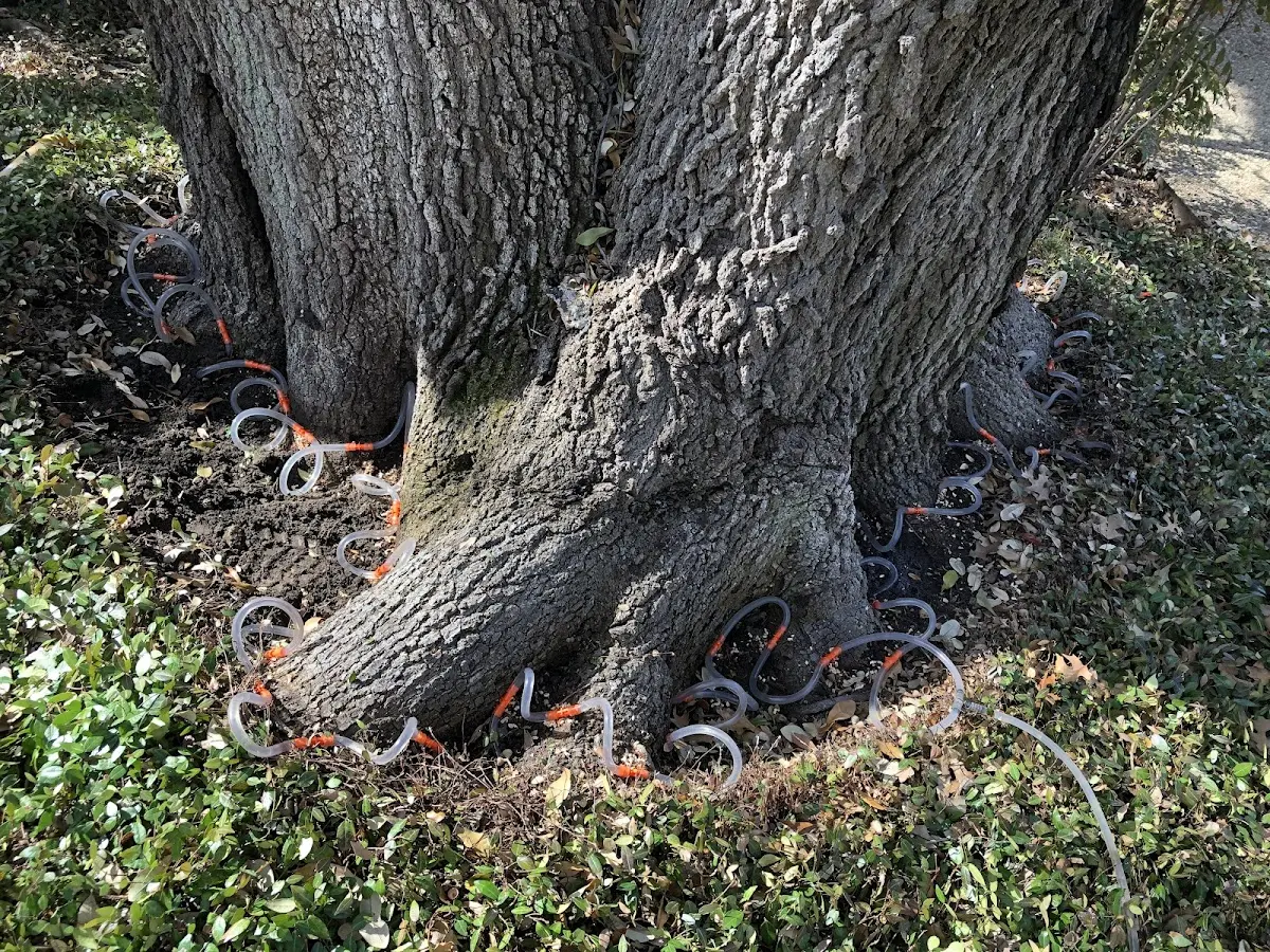 Detailed Tree Cabling and Bracing job site in La Junta