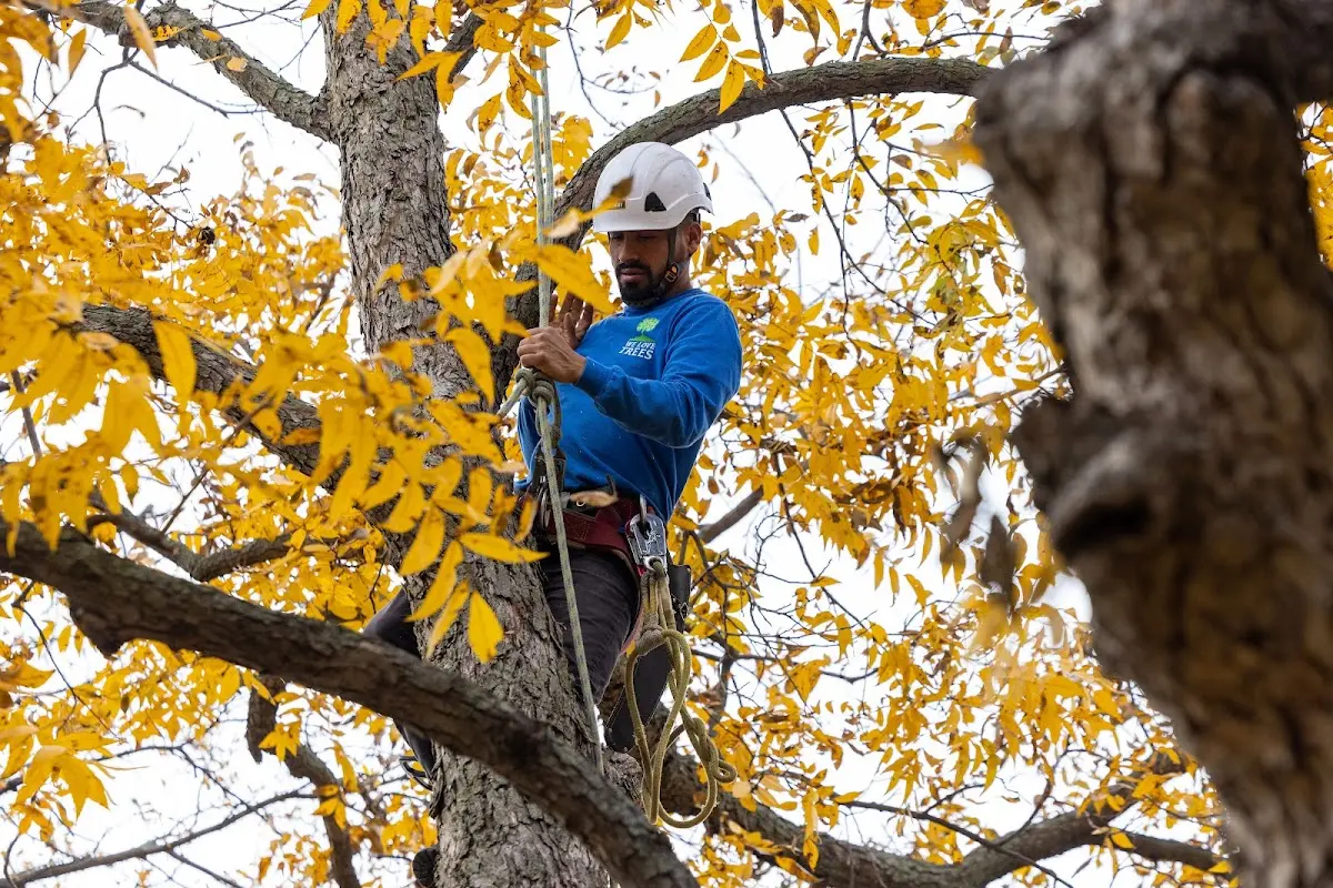 Skilled Storm Damage Cleanup crew working in La Junta