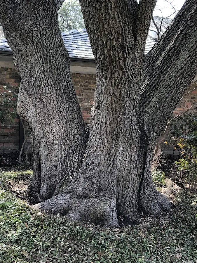 Mature heritage tree close to a La Junta property cared for by certified arborists